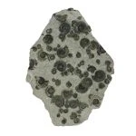 Fossil Ammonite Cluster in Matrix with Stand - Image 3
