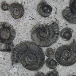 Fossil Ammonite Cluster in Matrix with Stand - Image 4