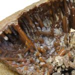 Fossil Araripichthys Fish on Agatized Coral - Image 4